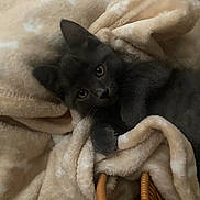 Abu a rejoint le concours — aidez-le/la à gagner de superbes lots ! kitten, gray_cat, blanket, cozy, indoor, pet, fur, cute, animal, soft, resting, basket_handle, curious, young_cat, feline, relaxed, warm, snuggled, portrait, sleepy