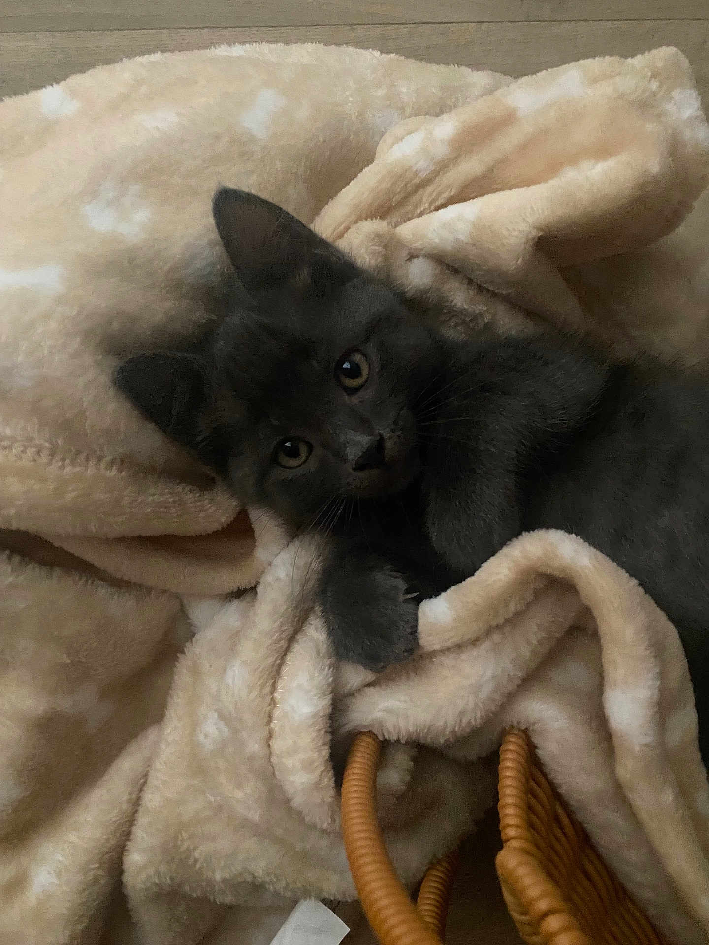 Abu