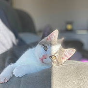 Sina a rejoint le concours — aidez-le/la à gagner de superbes lots ! cat, feline, pet, animal, indoor, couch, sunlight, shadow, relaxing, cute, white_fur, gray_fur, pink_nose, whiskers, ears, eyes, portrait, cozy, resting, domestic