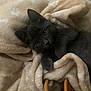 Sina participe au concours pour gagner de l'argent avec cette photo : kitten, gray_cat, blanket, cozy, indoor, pet, fur, cute, animal, soft, resting, basket_handle, curious, young_cat, feline, relaxed, warm, snuggled, portrait, sleepy