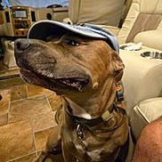 Blue is registered to the contest to win money with this photo: dog, indoor, cap, brown_dog, pet, floor, tile_floor, collar, smiling_dog, canine, seated, furniture, couch, relaxed, house, domestic, animal, closeup, headwear, looking_up