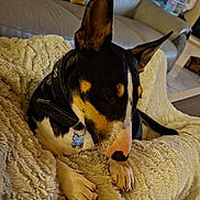 Voxane participe au concours pour gagner de l'argent avec cette photo : animal, blanket, canine, close_up, collar, comfort, couch, dog, domestic_animal, ears, floor, fur, furniture, indoor, living_room, paw, pet, relaxed, resting, tile
