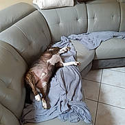 Falco participe au concours pour gagner de l'argent avec cette photo : canidae, carnivore, comfort, companion_dog, couch, dog, fawn, floor, furniture, living_room, pillow, room, slipcover, sporting_group