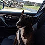 Falco participe au concours pour gagner de l'argent avec cette photo : auto_part, automotive_exterior, canidae, car, car_seat, carnivore, companion_dog, dog, dog_breed, driving, eyewear, family_car, glasses, mode_of_transport, non_sporting_group, sporting_group, sunglasses, vehicle, vehicle_door, window