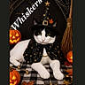 Whiskers is registered to the contest to win money with this photo: animal_portrait, autumn_leaves, black_and_white_cat, bow_tie, broom, cape, cat, costume, decorative_stars, festive, gold_bells, halloween, indoor, jack_o_lantern, pet, pumpkins, star_decoration, tablecloth, text_overlay, witch_hat