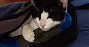 Whiskers is registered to the contest to win money with this photo: animal, bed, black_and_white, blanket, cat, close_up, comfortable, cozy, cute, domestic_animal, feline, fur, indoor, nap, paw, pet, relaxed, resting, sleeping, soft