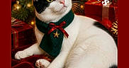 Whiskers is registered to the contest to win money with this photo: black_and_white, cat, christmas, christmas_tree, festive, gift_boxes, green_scarf, holiday, indoors, ornaments, pet, portrait, red_blanket, red_bow, scarf, sitting, star_pendant, text_overlay, tuxedo_cat, whiskers