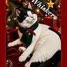 black_and_white, cat, christmas, christmas_tree, festive, gift_boxes, green_scarf, holiday, indoors, ornaments, pet, portrait, red_blanket, red_bow, scarf, sitting, star_pendant, text_overlay, tuxedo_cat, whiskers