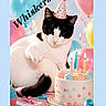 Whiskers joined the competition — help win amazing prizes! balloons, birthday, birthday_cake, black_and_white_cat, cake, candles, cat, celebration, colorful, confetti, decorations, feline, frosting, indoor, party_hat, pet, portrait, ribbons, sitting, text_overlay