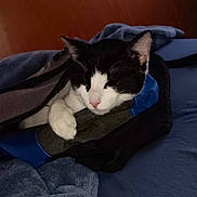 Whiskers is registered to the contest to win money with this photo: animal, bag, black_and_white_cat, blanket, cat, comfort, cozy, cute, feline, fur, home, indoor, nap, paw, pet, relaxed, resting, sleeping, snuggled, soft