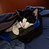 animal, bag, black_and_white_cat, blanket, cat, comfort, cozy, cute, feline, fur, home, indoor, nap, paw, pet, relaxed, resting, sleeping, snuggled, soft