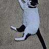 Whiskers joined the competition — help win amazing prizes! animal, black_and_white, cat, claws, cute, domestic_animal, ears, feline, floor, four_legs, fur, indoor, laying_down, looking_away, mammal, nose, pet, relaxed, tail, whiskers