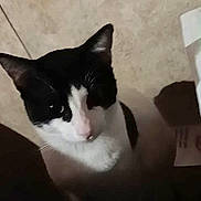 Whiskers is registered to the contest to win money with this photo: animal, black_and_white, cat, closeup, companion, curious, cute, domestic, ears, feline, floor, indoor, looking_up, mammal, pet, portrait, shadow, sitting, tile, whiskers