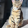 cat, tabby, feline, pet, animal, sitting, striped_fur, whiskers, ears, eyes, portrait, indoor, soft_light, focused, closeup, cute, domestic_animal, furry, alert, natural_light