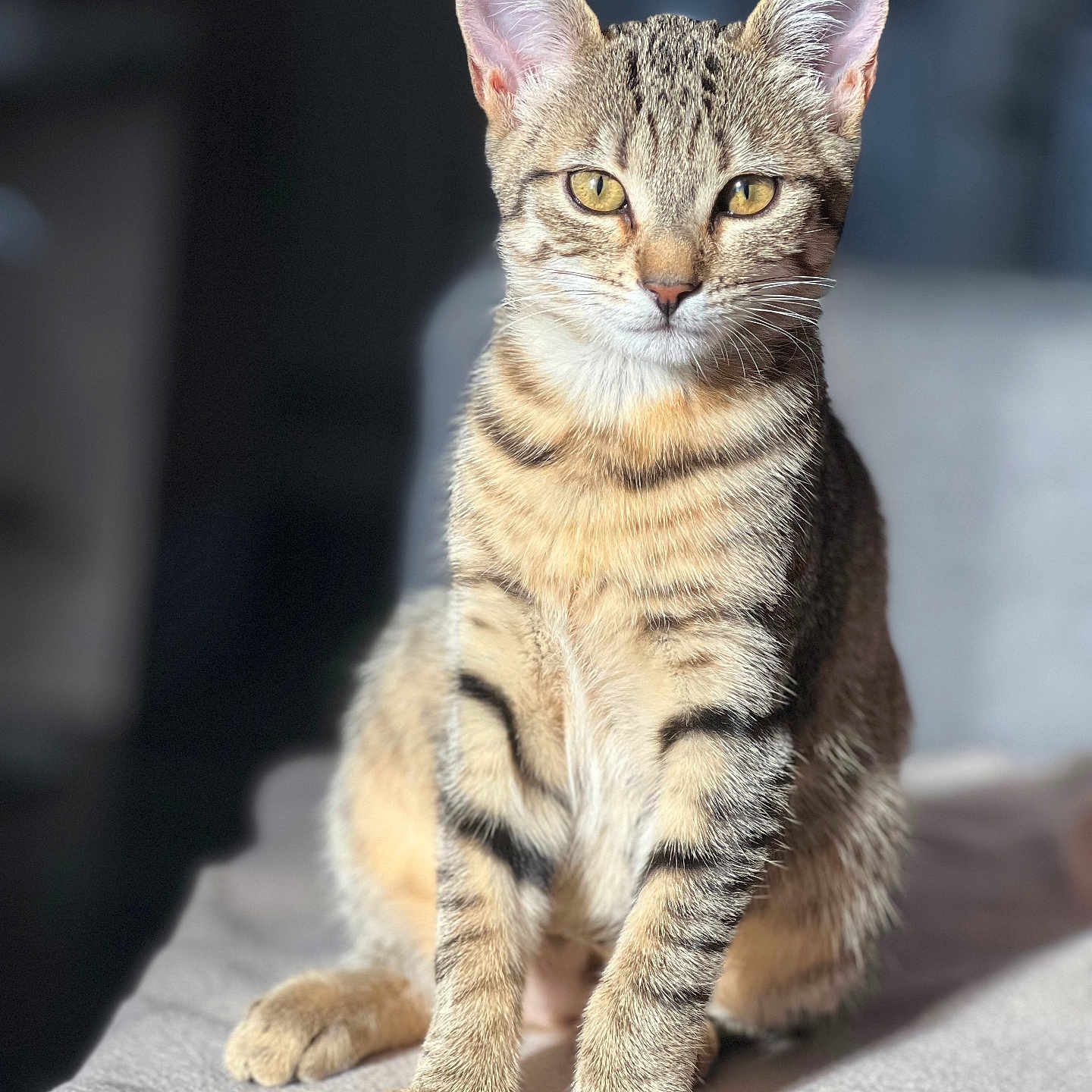 Indy