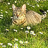 cat, tabby_cat, grass, daisies, flowers, outdoor, nature, sunlight, animal, pet, greenery, meadow, resting, alert, feline, summer, garden, wildlife, flora, closeup