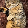 cat, tabby_cat, sleeping, cozy, blanket, cushion, fur, pet, animal, whiskers, ears, paw, indoor, resting, cute, domestic_animal, feline, relaxation, heart_emoji, nap