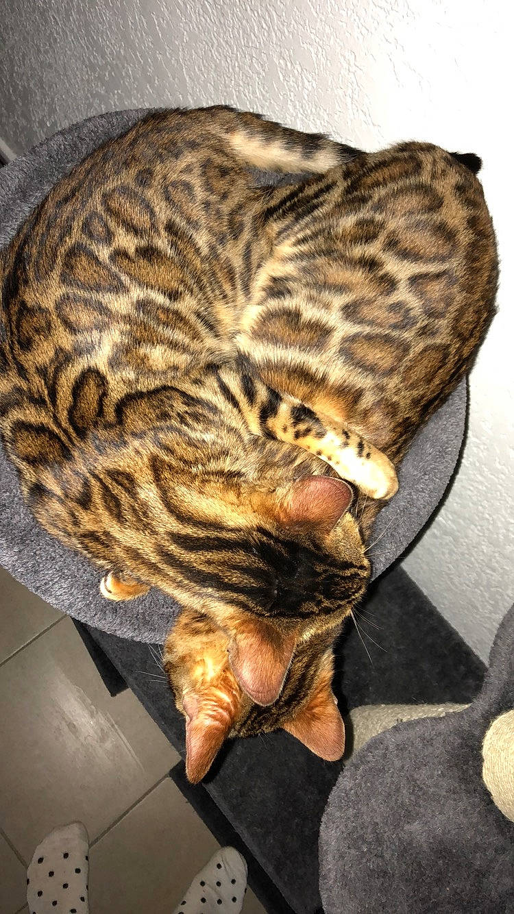 Omega participe au concours pour gagner de l'argent avec cette photo : big_cats, carnivore, cat, comfort, domestic_short_haired_cat, eye, felidae, fur, pattern, reptile, small_to_medium_sized_cats, snout, tail, terrestrial_animal, whiskers, wildlife, wood