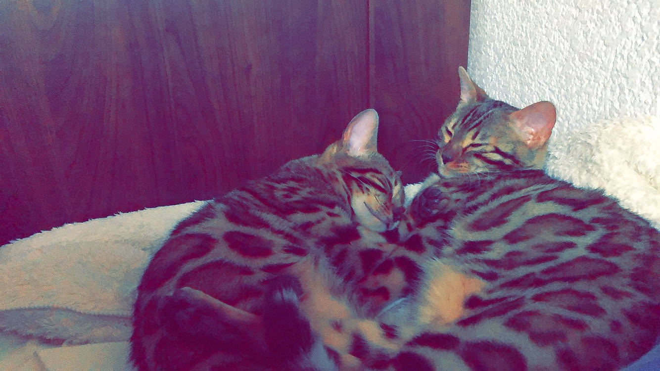 Omega a rejoint le concours — aidez-le/la à gagner de superbes lots ! bed, carnivore, cat, cat_bed, claw, comfort, domestic_short_haired_cat, eye, felidae, fur, nap, pattern, paw, room, small_to_medium_sized_cats, snout, tail, terrestrial_animal, whiskers, wood