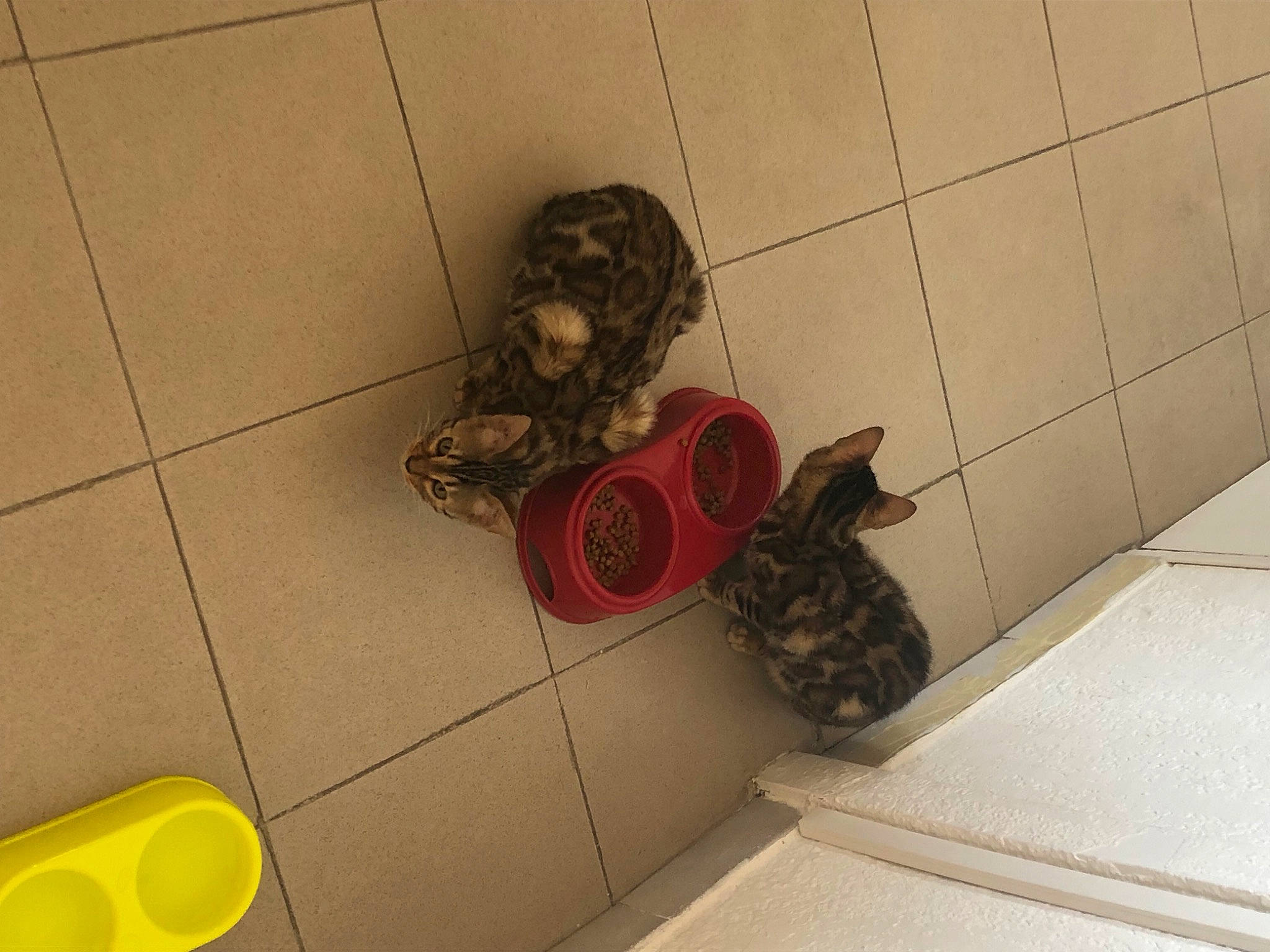 Omega a rejoint le concours — aidez-le/la à gagner de superbes lots ! animal_shelter, brown, carnivore, cat, domestic_short_haired_cat, felidae, floor, flooring, fur, gas, hardwood, pattern, plumbing_fixture, room, small_to_medium_sized_cats, tail, terrestrial_animal, tile, whiskers, wood