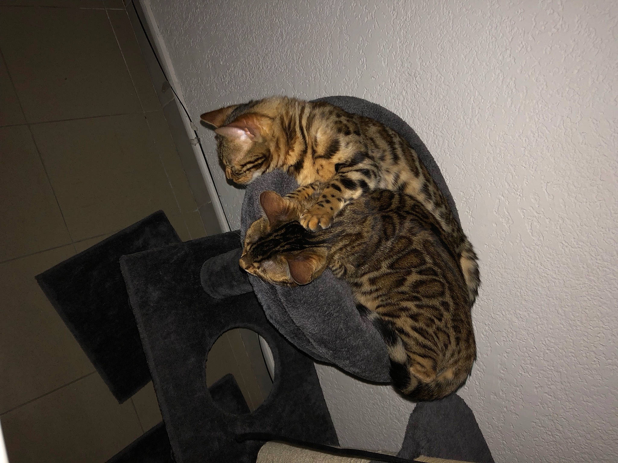 Omega participe au concours pour gagner de l'argent avec cette photo : art, birman, carnivore, cat, comfort, domestic_short_haired_cat, felidae, fur, grey, paw, small_to_medium_sized_cats, tail, terrestrial_animal, whiskers