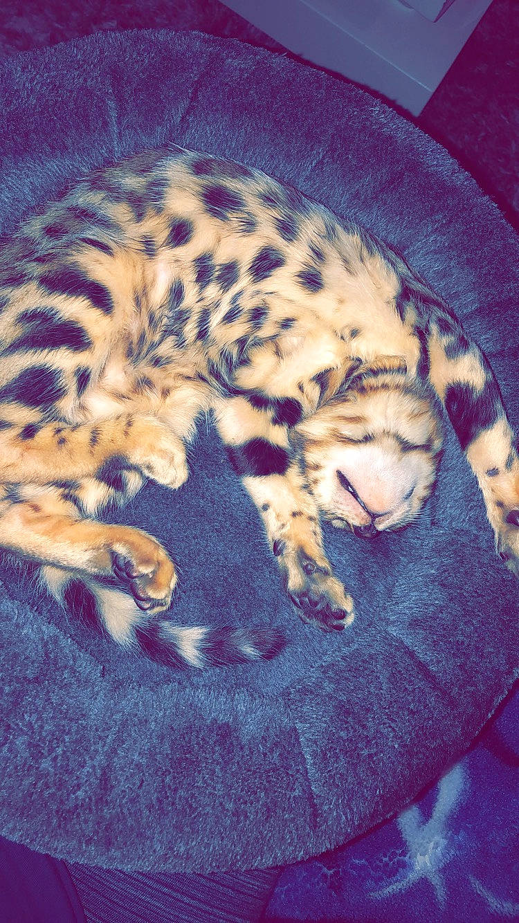 Nala a rejoint le concours — aidez-le/la à gagner de superbes lots ! big_cats, carnivore, cat, cat_bed, cloud, comfort, domestic_short_haired_cat, fawn, felidae, fur, linens, mountain, nap, pattern, paw, small_to_medium_sized_cats, tail, terrestrial_animal, textile, whiskers