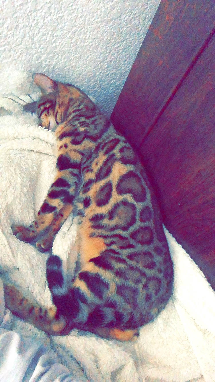 Nala a rejoint le concours — aidez-le/la à gagner de superbes lots ! big_cats, carnivore, cat, cat_bed, comfort, domestic_short_haired_cat, fawn, felidae, fur, linens, nap, pattern, paw, room, small_to_medium_sized_cats, tail, terrestrial_animal, whiskers, wildlife, wood