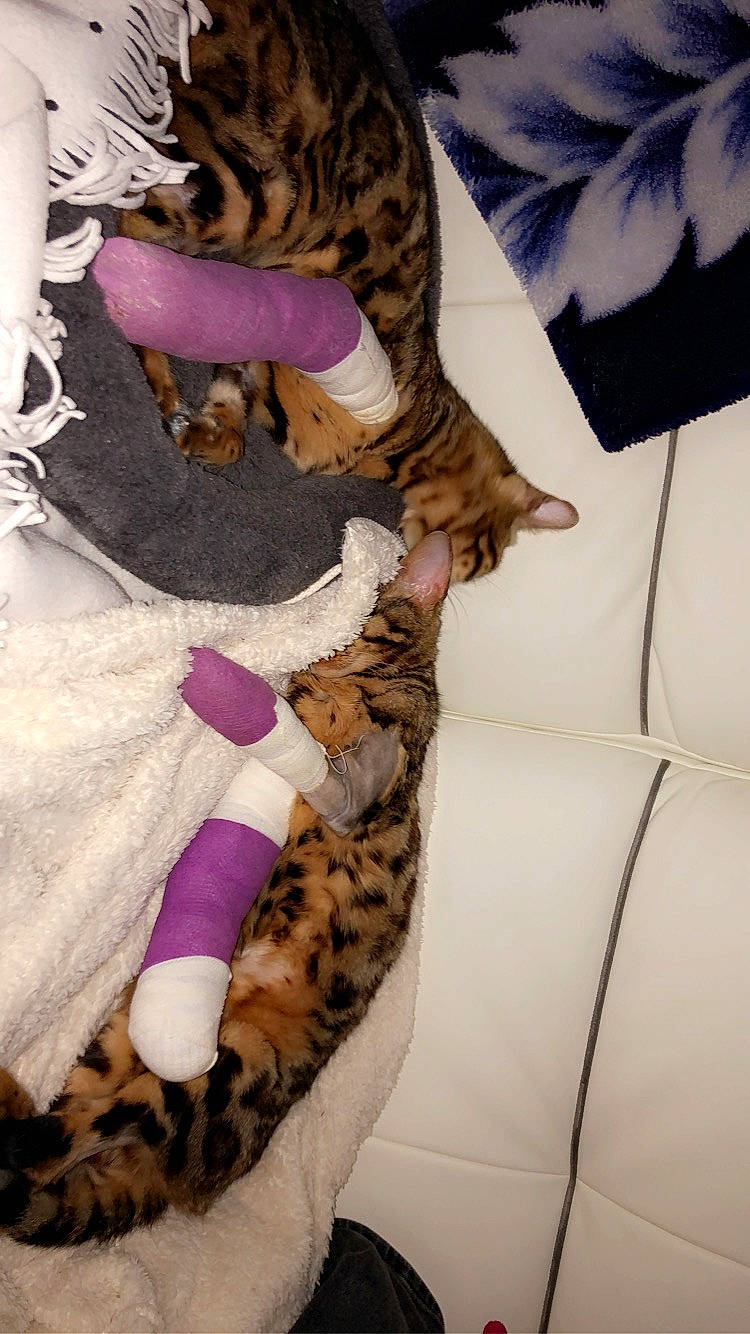 Nala a rejoint le concours — aidez-le/la à gagner de superbes lots ! bengal_tiger, big_cats, carnivore, comfort, couch, fawn, felidae, leopard, linens, mammal, pattern, pink, sleeve, small_to_medium_sized_cats, tail, textile, thigh, toy, vertebrate, whiskers