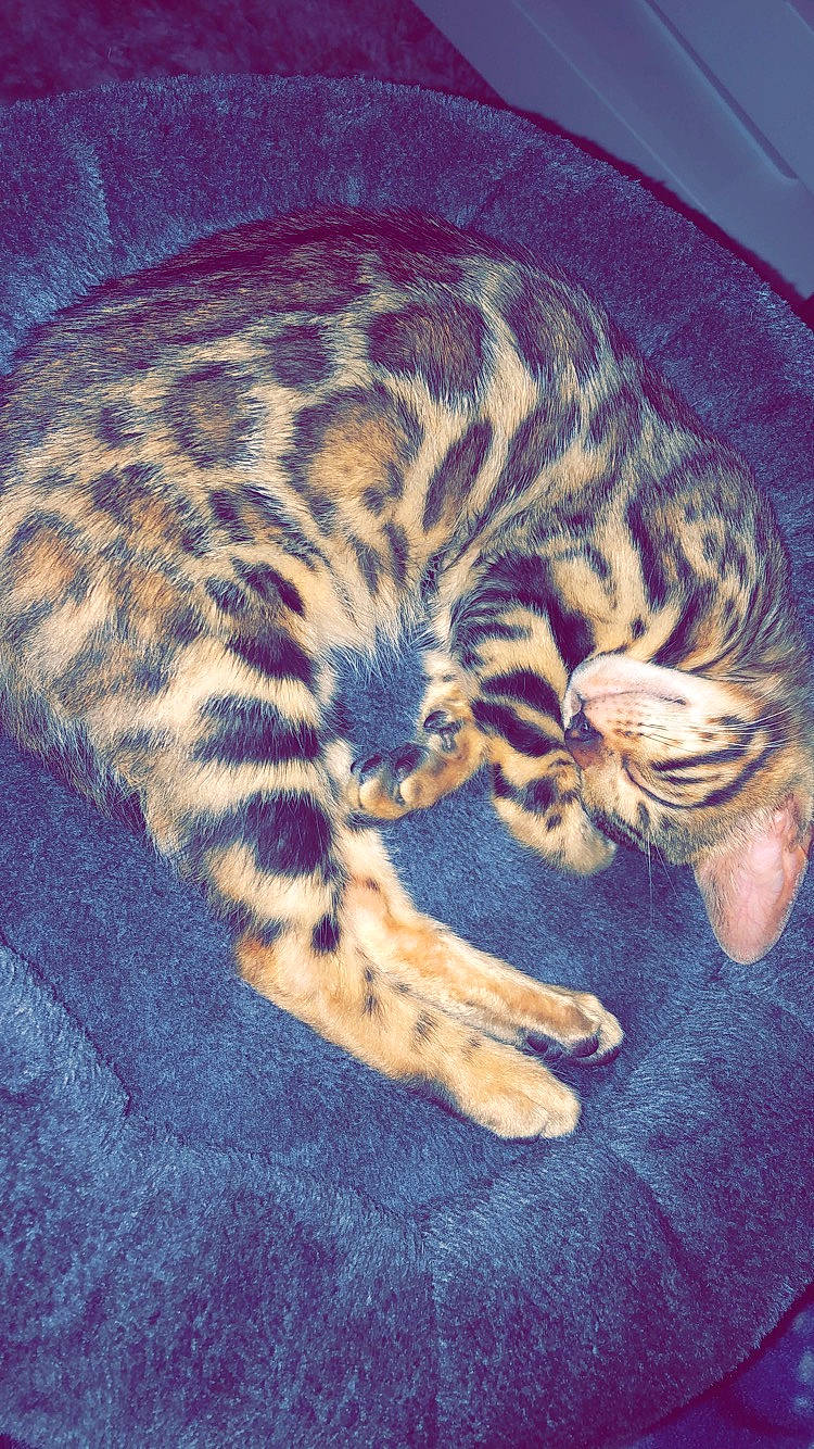 Nala participe au concours pour gagner de l'argent avec cette photo : big_cats, carnivore, cat, comfort, domestic_short_haired_cat, electric_blue, eye, fawn, felidae, fur, head, mammal, organism, pattern, small_to_medium_sized_cats, snout, tail, terrestrial_animal, vertebrate, whiskers