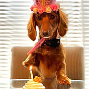 Lilly is registered to the contest to win money with this photo: animal, birthday, blinds, brown_dog, candle, celebration, crown, cupcake, curious, cute, dachshund, dog, flower, food, hat, indoor, party, pet, table, whipped_cream