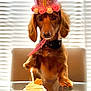 animal, birthday, blinds, brown_dog, candle, celebration, crown, cupcake, curious, cute, dachshund, dog, flower, food, hat, indoor, party, pet, table, whipped_cream