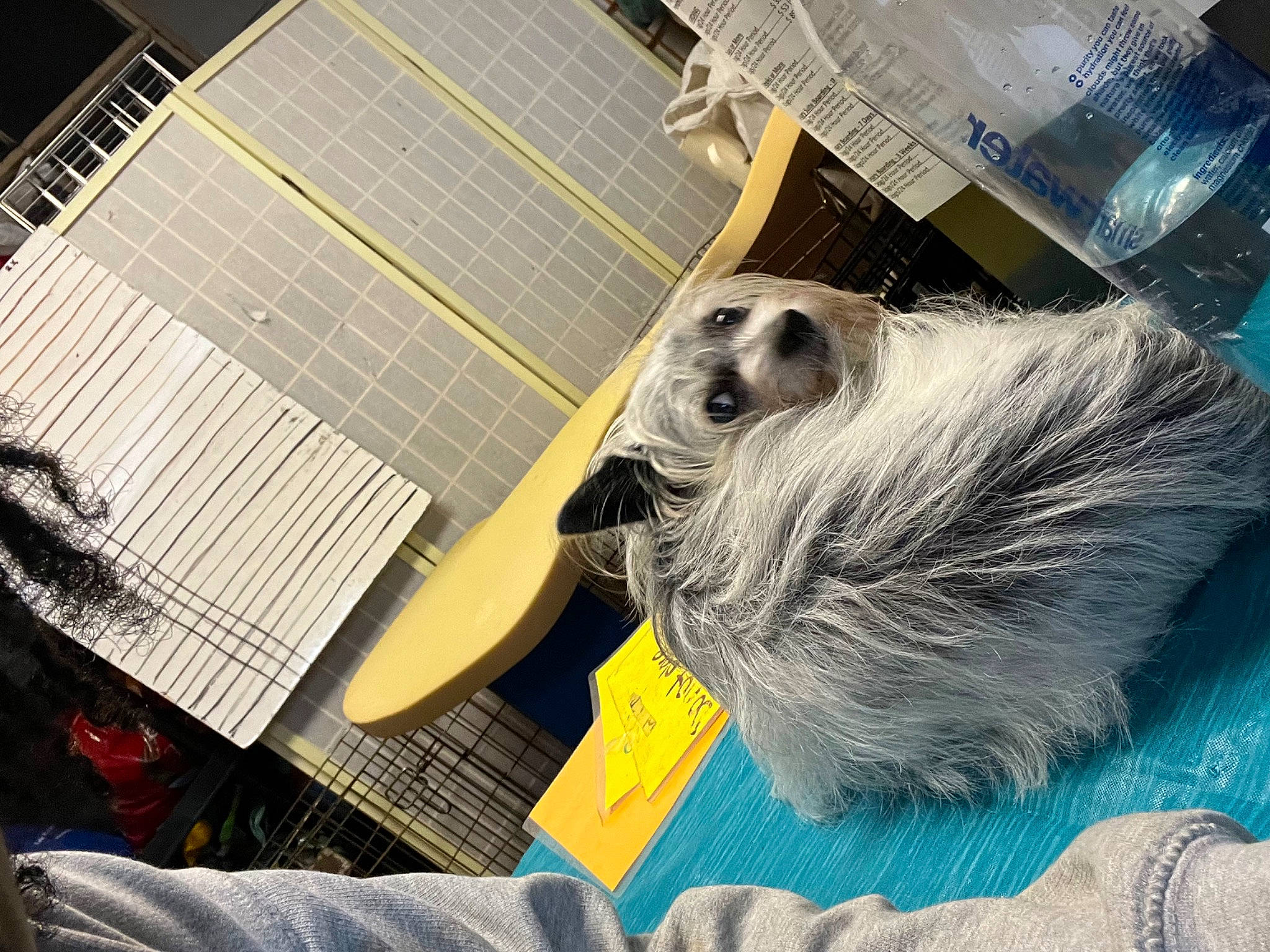 Maggie Mae joined the competition — help win amazing prizes! animal_shelter, cage, canidae, companion_dog, dog_breed, fur, metal, pet_supply, small_terrier, small_to_medium_sized_cats, sporting_group, tail, whiskers, wool