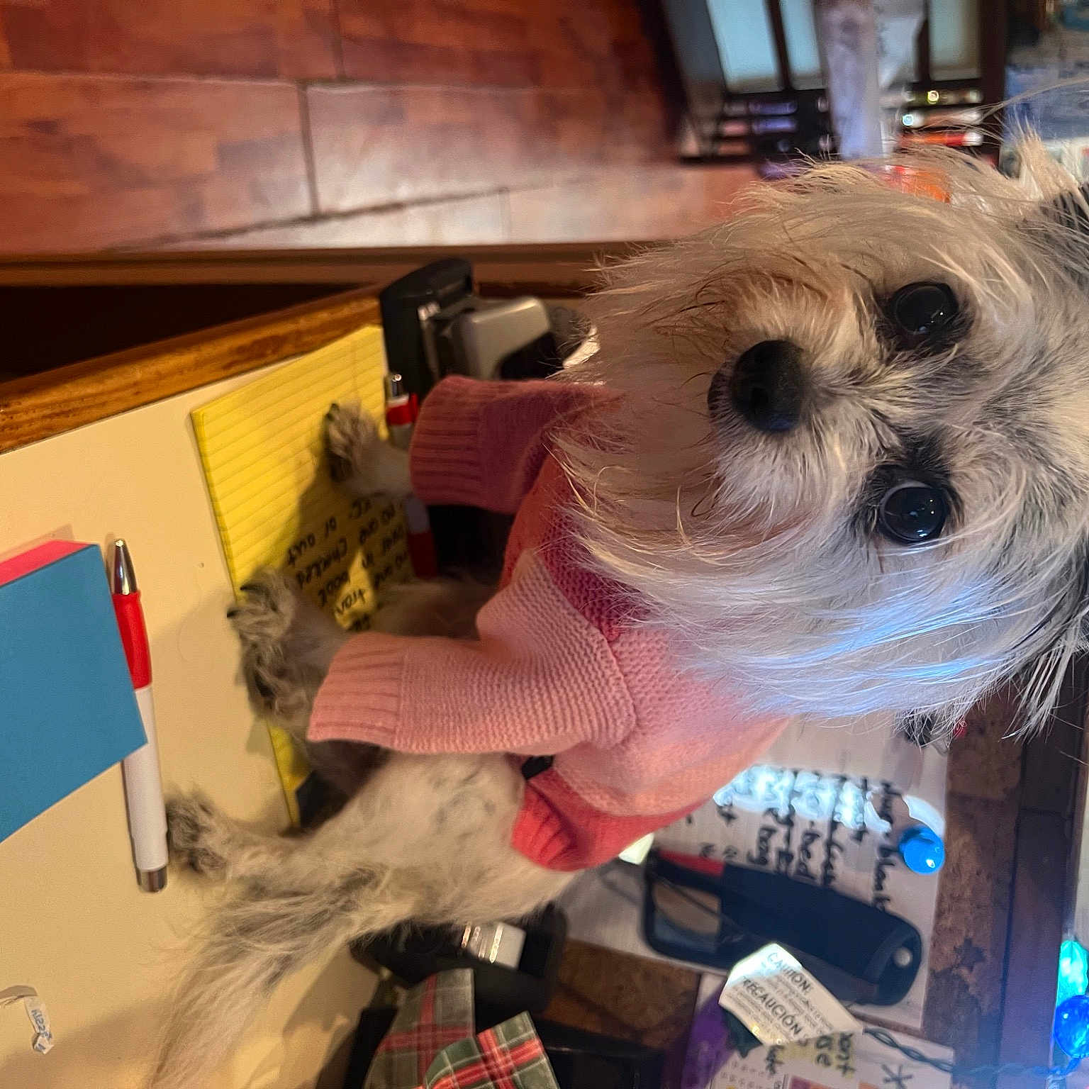Maggie Mae joined the competition — help win amazing prizes! canidae, carnivore, companion_dog, dog, dog_breed, dog_clothes, dog_supply, event, eyewear, fashion_accessory, fawn, fur, holiday, selfie, small_terrier, sporting_group, sunglasses, terrier, toy_dog, working_animal