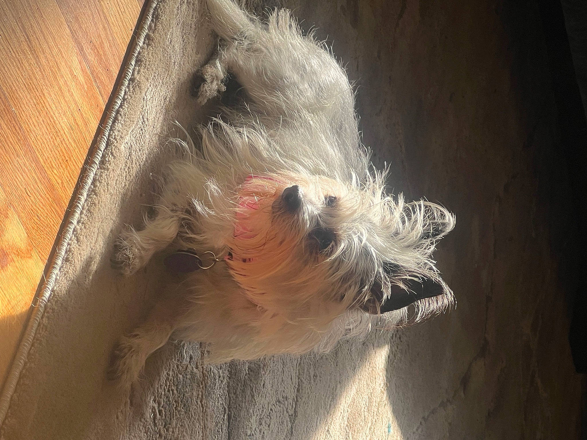 Maggie Mae joined the competition — help win amazing prizes! canidae, carnivore, companion_dog, dog, dog_breed, fawn, feather, felidae, foot, fur, hardwood, liver, paw, snout, sporting_group, tail, terrier, toy_dog, whiskers, wood