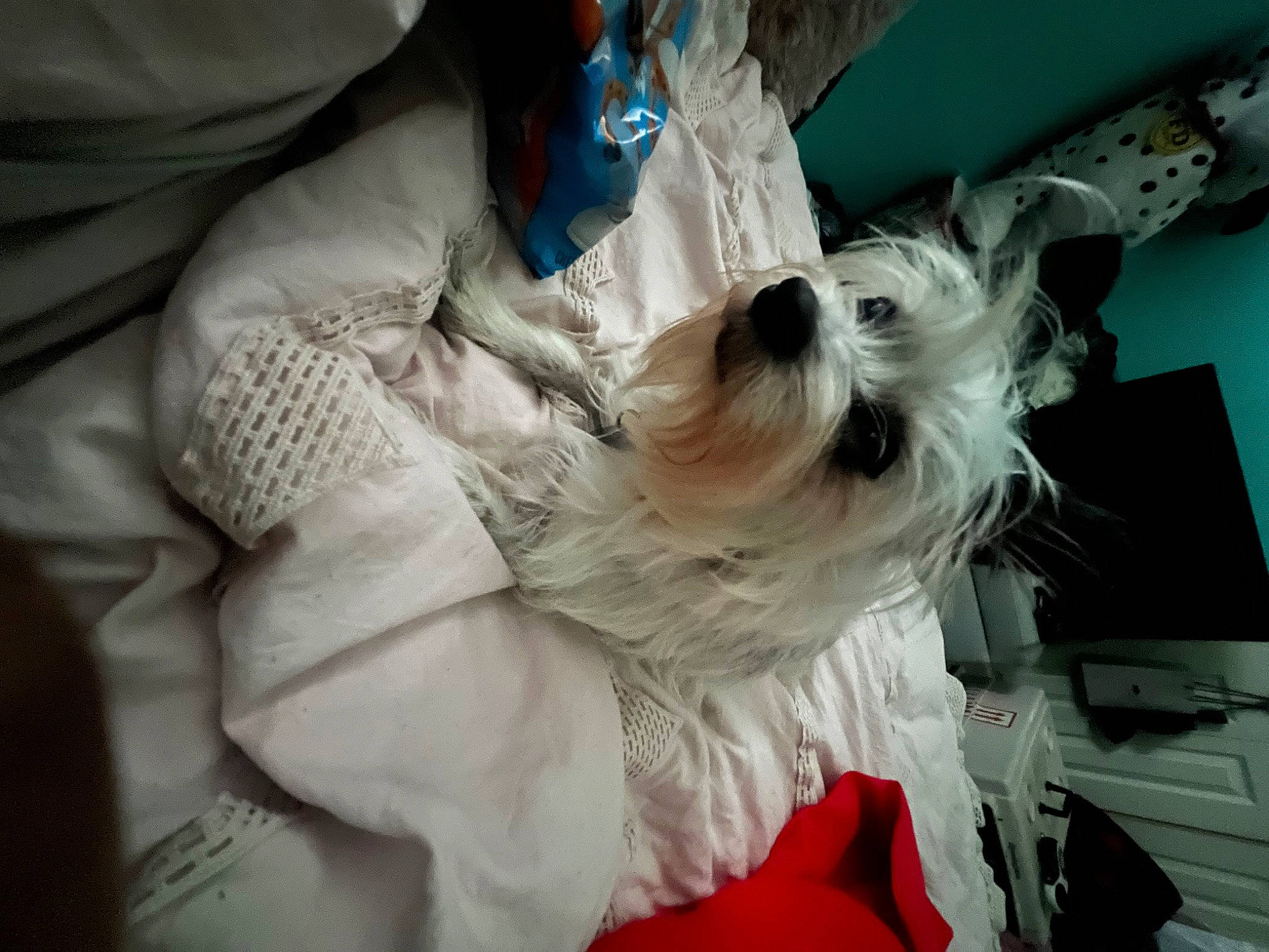 Maggie Mae joined the competition — help win amazing prizes! canidae, carnivore, comfort, companion_dog, dog, dog_breed, felidae, fur, linens, nap, non_sporting_group, small_terrier, small_to_medium_sized_cats, sporting_group, terrier, toy_dog, whiskers