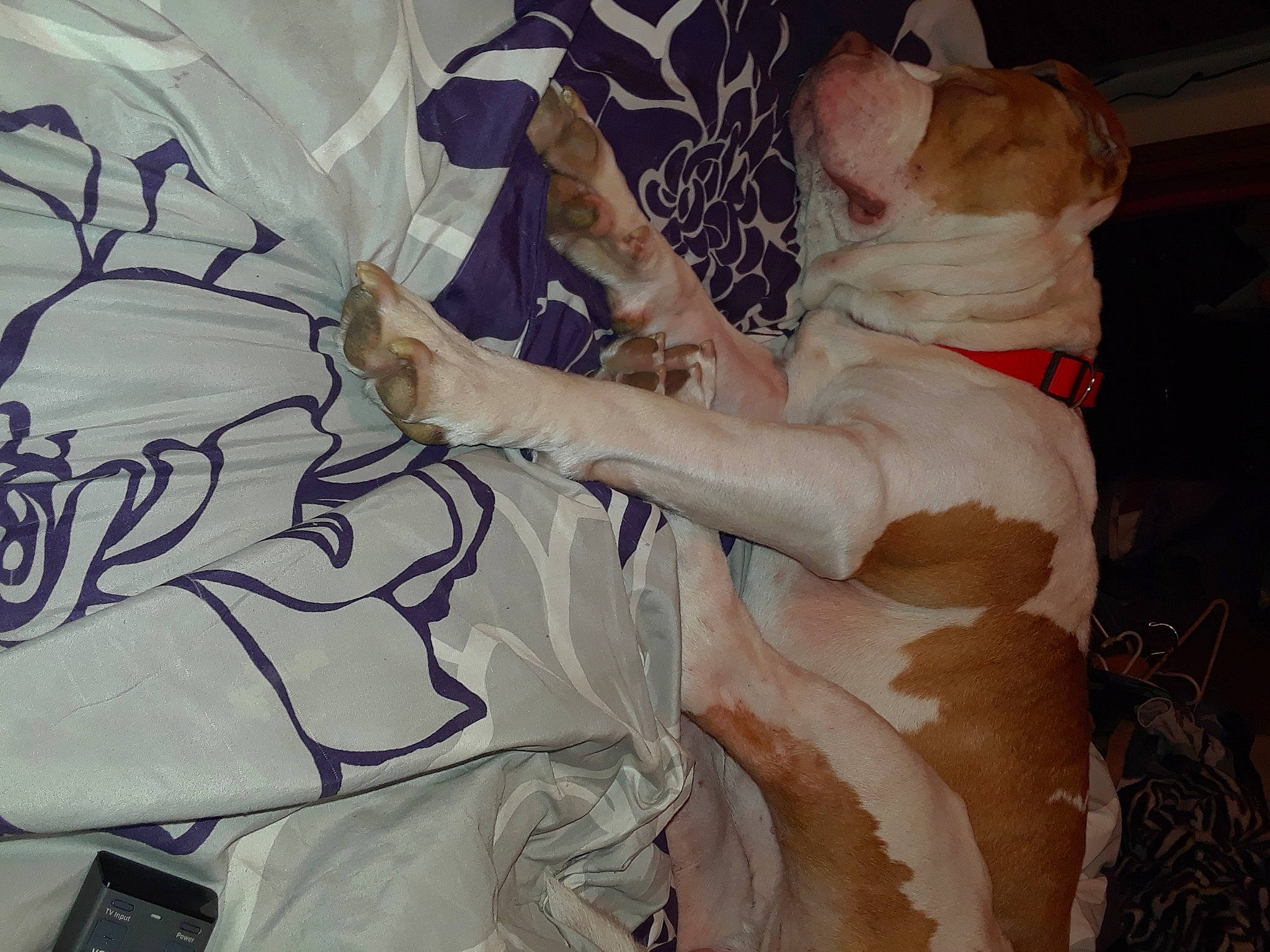 Gage joined the competition — help win amazing prizes! canidae, fawn, non_sporting_group