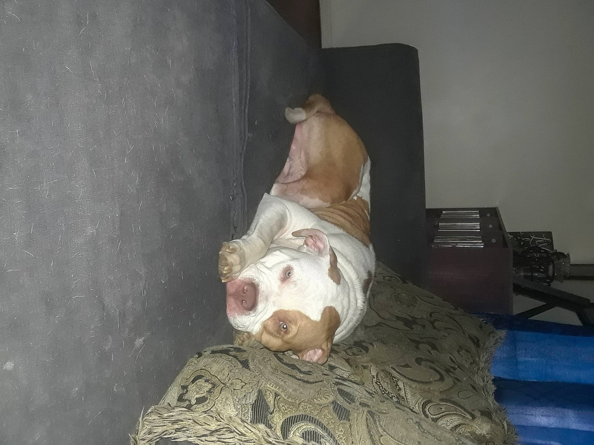 Gage joined the competition — help win amazing prizes! american_bulldog, american_pit_bull_terrier, bulldog, canidae, carnivore, dog, dog_breed, fawn, non_sporting_group, old_english_bulldog, olde_english_bulldogge, pit_bull, sporting_group