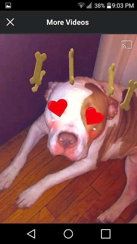 Gage is registered to the contest to win money with this photo: american_pit_bull_terrier, american_staffordshire_terrier, bull_terrier, canidae, carnivore, dog, dog_breed, fawn, fictional_character, non_sporting_group, photo_caption, pit_bull, snout, tail