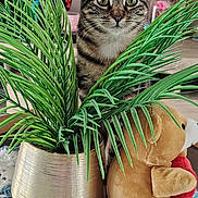 Jelly participe au concours pour gagner de l'argent avec cette photo : cat, tabby_cat, plant, potted_plant, greenery, stuffed_toy, teddy_bear, indoor, crocheted_mat, curious, pet, animal, feline, decor, home, cozy, soft_toy, closeup, cute, sitting
