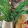 animal, cat, closeup, cozy, crocheted_mat, curious, cute, decor, feline, greenery, home, indoor, pet, plant, potted_plant, sitting, soft_toy, stuffed_toy, tabby_cat, teddy_bear