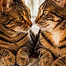 Jelly Et Luna a rejoint le concours — aidez-le/la à gagner de superbes lots ! cat, tabby, two_cats, pets, animal, feline, indoor, tablecloth, pattern, closeup, face_to_face, ears, whiskers, eyes, paws, fur, domestic_animal, cute, home, natural_light