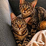 Jelly Et Luna participe au concours pour gagner de l'argent avec cette photo : cat, tabby_cat, pets, indoor, couch, blanket, soft_fabric, cozy, relaxed, two_animals, feline, striped_fur, domestic_cat, looking_at_camera, resting, living_room, stuffed_toys, radiator, natural_light, home_interior