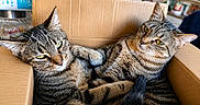 Jelly Et Luna a rejoint le concours — aidez-le/la à gagner de superbes lots ! cat, tabby_cat, animal, pet, feline, cardboard_box, cozy, fur, striped, green_eyes, relaxed, snuggling, closeup, indoor, domestic_animal, whiskers, ears, cute, pair, resting