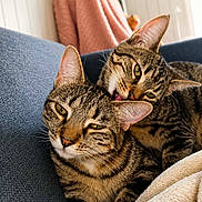 Jelly Et Luna participe au concours pour gagner de l'argent avec cette photo : cat, tabby_cat, feline, pet, animal, cozy, couch, blanket, grooming, licking, indoor, domestic, cute, fur, whiskers, ears, relaxed, companionship, two_animals, close_up