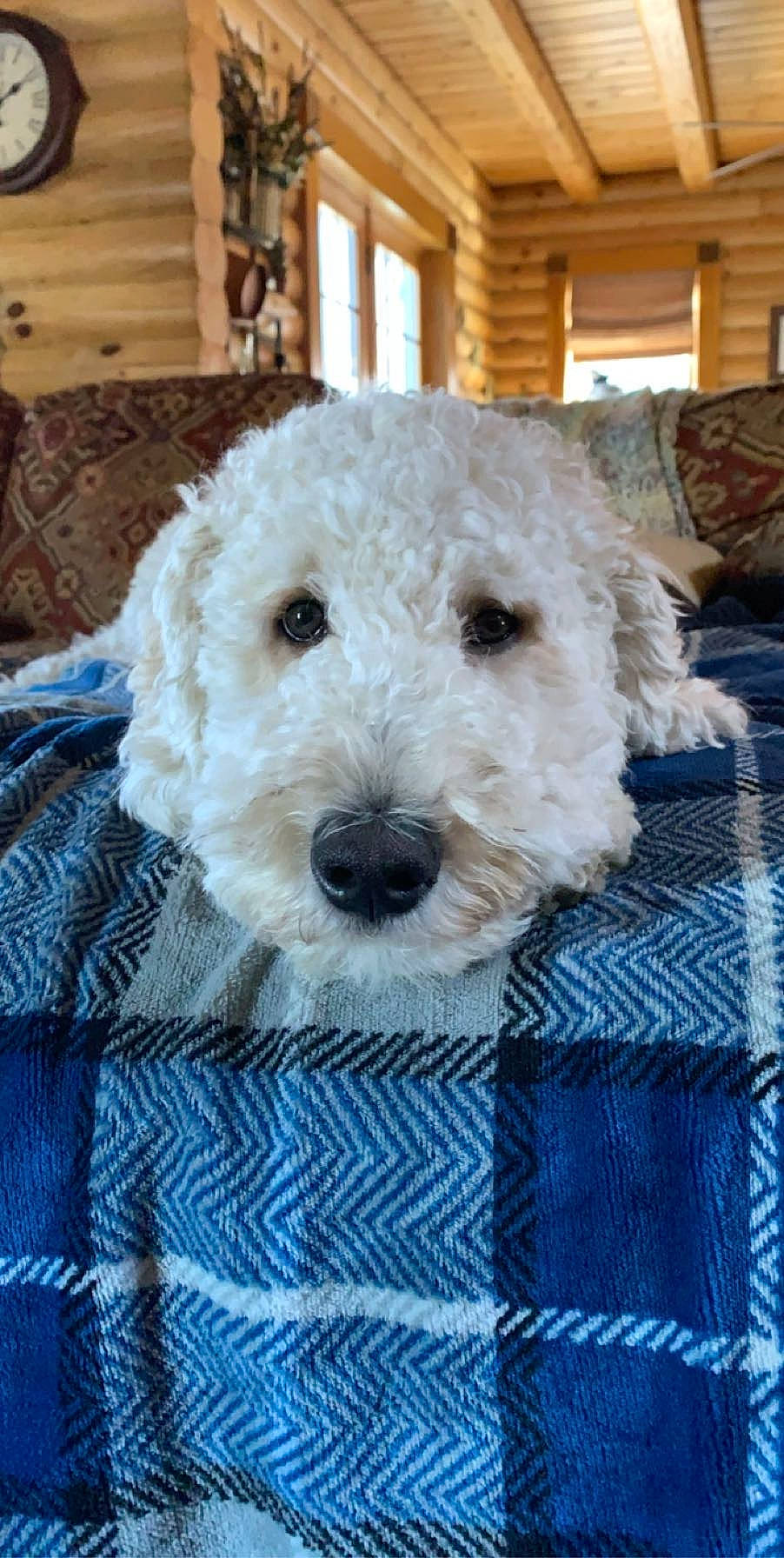 Loki is registered to the contest to win money with this photo: canidae, carnivore, companion_dog, dog, dog_breed, goldendoodle, labradoodle, mammal, miniature_poodle, non_sporting_group, poodle, poodle_crossbreed, rare_breed_dog, schnoodle, snout, spanish_water_dog, sporting_group, terrier, toy_dog, vertebrate