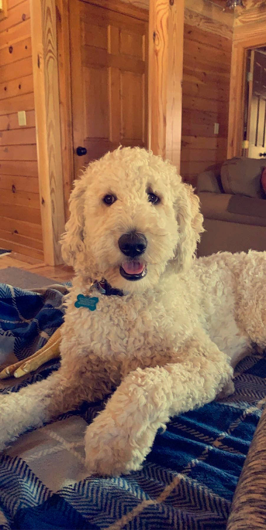 Loki joined the competition — help win amazing prizes! briquet_griffon_vendeen, canidae, carnivore, cockapoo, companion_dog, dog, dog_breed, goldendoodle, labradoodle, maltepoo, mammal, miniature_poodle, non_sporting_group, poodle, poodle_crossbreed, rare_breed_dog, spanish_water_dog, sporting_group, standard_poodle, vertebrate