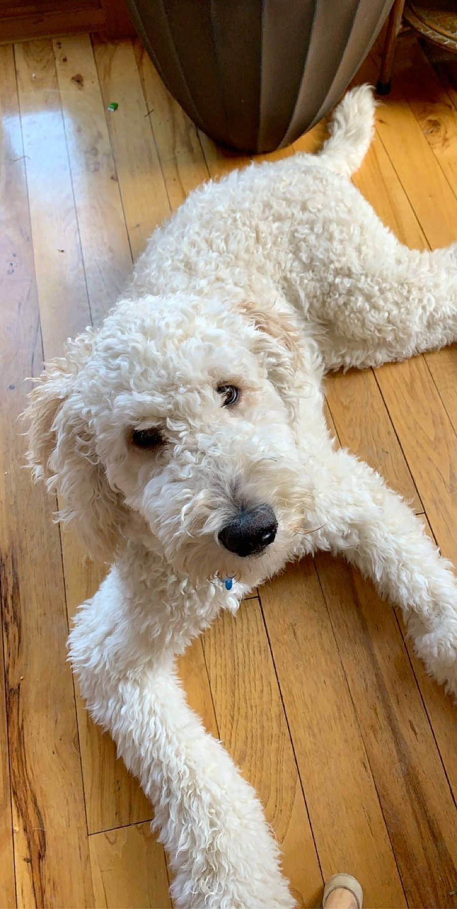 Loki is registered to the contest to win money with this photo: briquet_griffon_vendeen, canidae, carnivore, companion_dog, dog, dog_breed, goldendoodle, irish_soft_coated_wheaten_terrier, labradoodle, lagotto_romagnolo, mammal, miniature_poodle, non_sporting_group, poodle_crossbreed, pumi, rare_breed_dog, spanish_water_dog, sporting_group, terrier, vertebrate