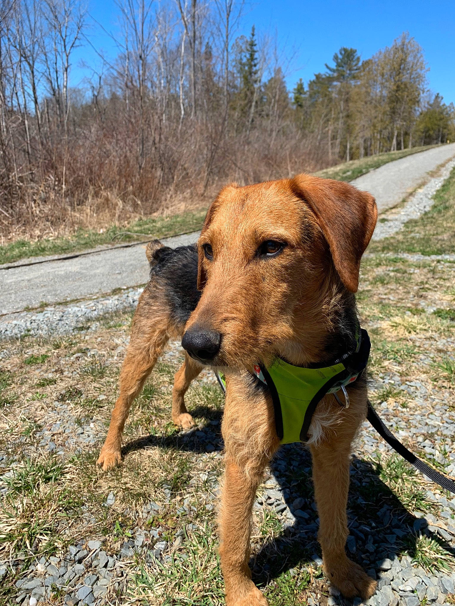 Sisko is registered to the contest to win money with this photo: airedale_terrier, canidae, carnivore, dog, dog_breed, fawn, hunting_dog, irish_terrier, mammal, snout, sporting_group, styrian_coarse_haired_hound, terrier, vertebrate, welsh_terrier