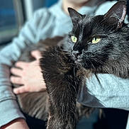 Hope participe au concours pour gagner de l'argent avec cette photo : cat, black_cat, long_hair, pet, green_eyes, whiskers, fur, closeup, portrait, sunlight, window, bokeh, human_hand, holding, lap, sweatshirt, relaxed, indoor, cozy, purring