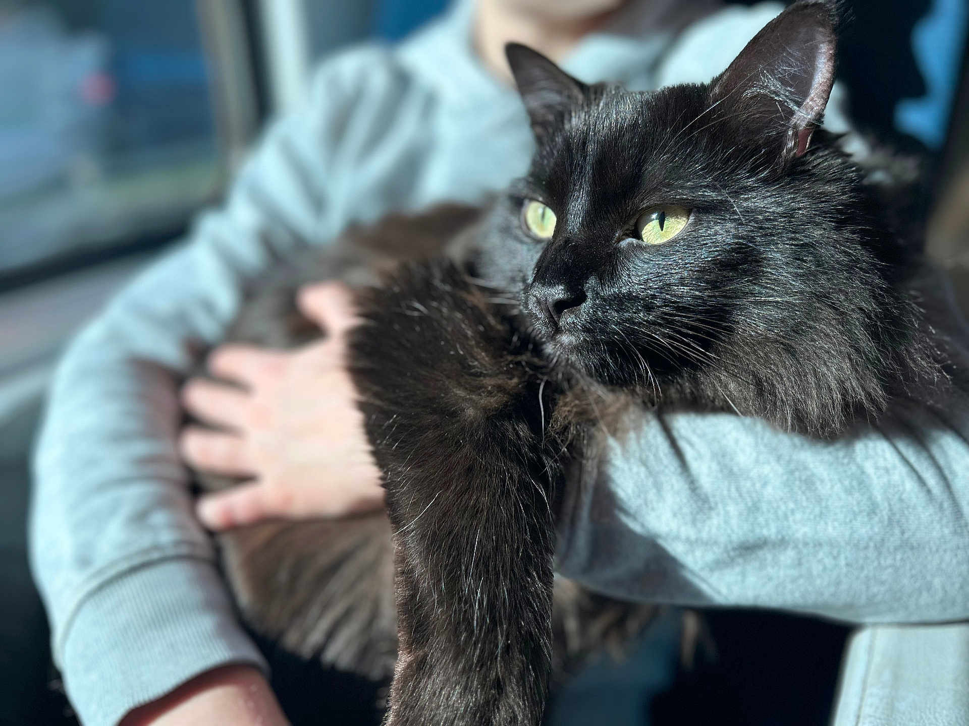 Hope participe au concours pour gagner de l'argent avec cette photo : cat, black_cat, long_hair, pet, green_eyes, whiskers, fur, closeup, portrait, sunlight, window, bokeh, human_hand, holding, lap, sweatshirt, relaxed, indoor, cozy, purring
